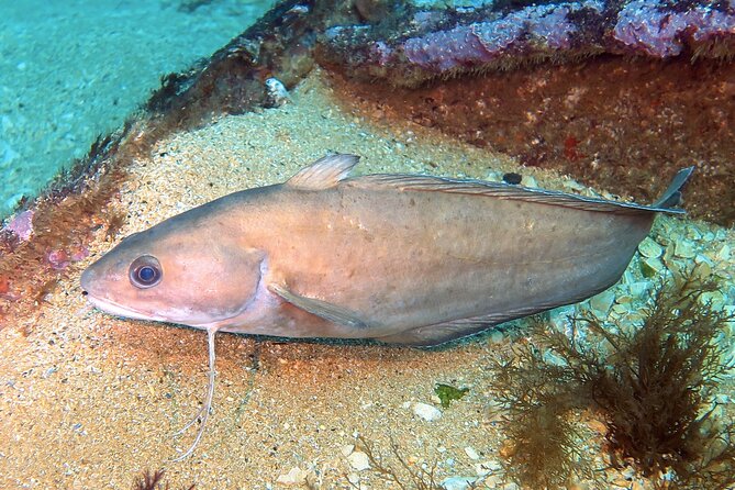 Eco - Try Dive - The "Mission Deep Blue" Certification and Marine Preservation