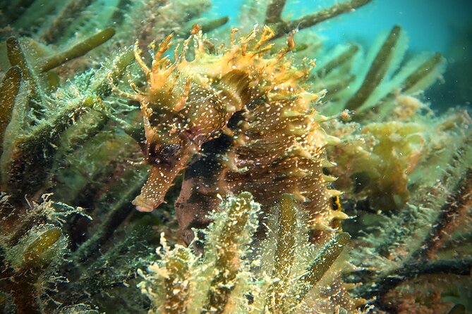 Eco - Try Dive - Review Highlights: Professionalism, Safety, and Marine Life