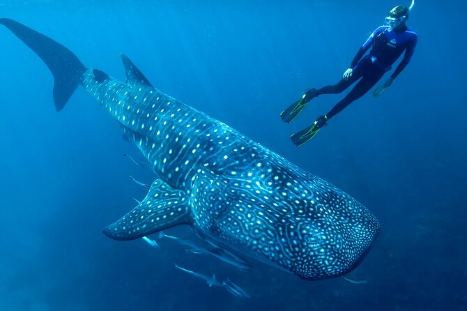 Eco Whale Shark Encounter - Discover the Eco Whale Shark Encounter in Cancun for an Unmatched Marine Adventure