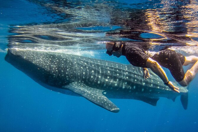 Eco Whale Shark Encounter - Swimming with the Whale Sharks: A Once-in-a-Lifetime Moment