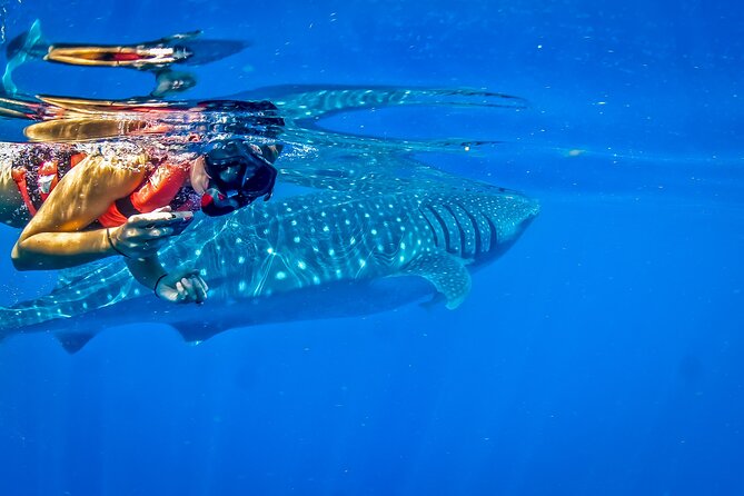 Eco Whale Shark Encounter - Practical Details: Pricing, Booking, and Cancellation Policy