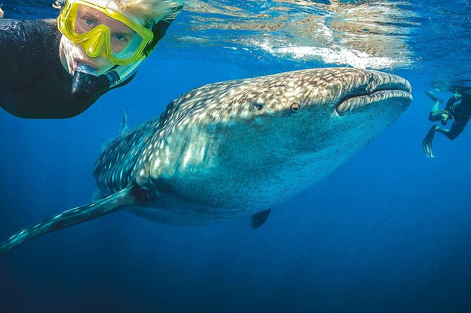 Eco Whale Shark Encounter - What Sets This Tour Apart: Small Groups and Eco-Conscious Approach