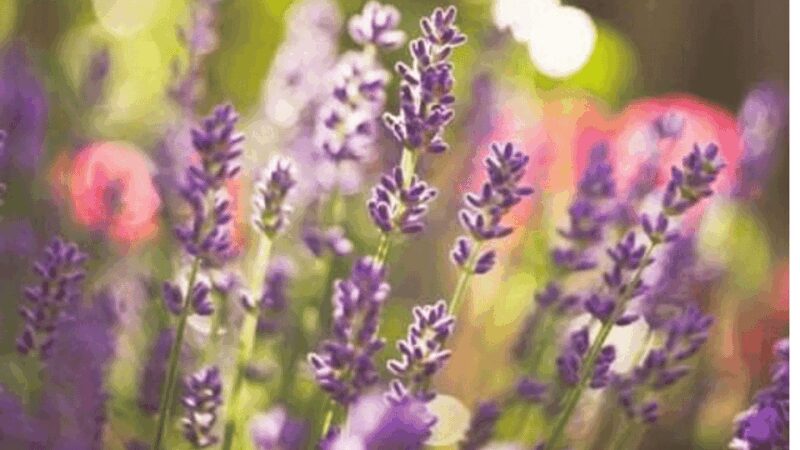 Ecoherbes - Guided Visit to the botanical garden - Ecoherbes Commitment to Sustainable Cultivation