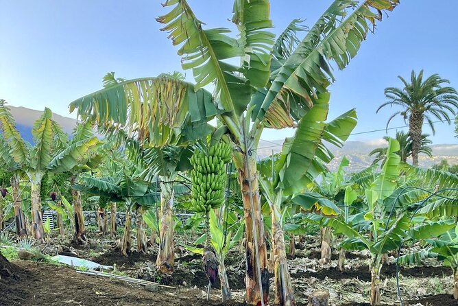 Ecological Banana Plantation Tour - Exploring the Plantations Organic and Ecological Roots