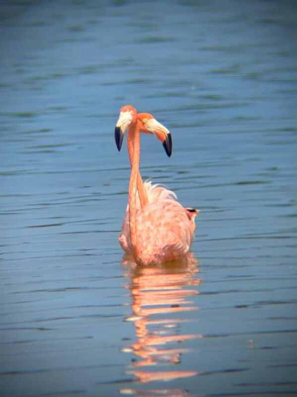 ECOSAFARI: Explore the mangroves, flamingos and crocodiles. - Explore the Unique Ecosystem of Ria Lagartos with a Private EcoSafari