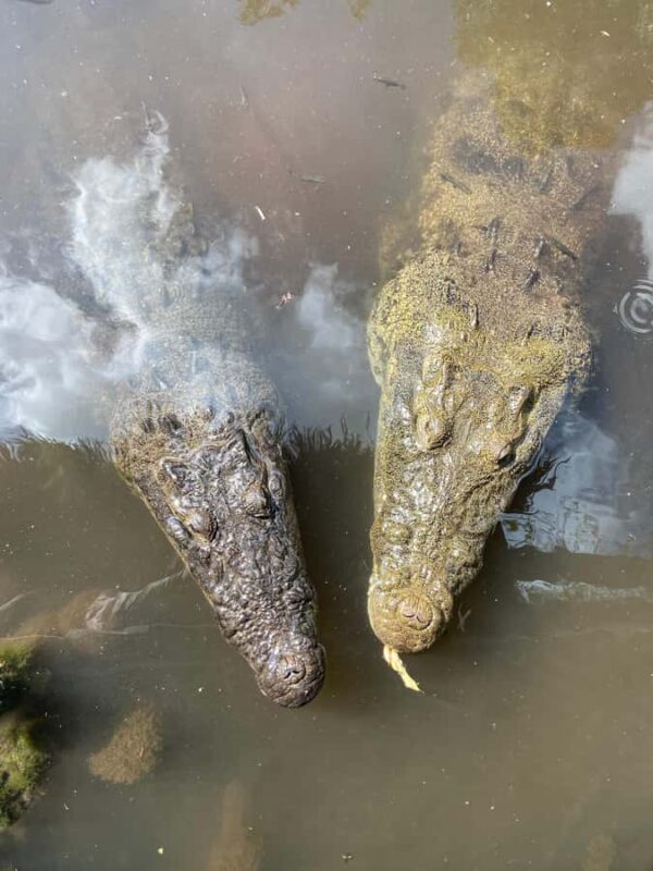 ECOSAFARI: Explore the mangroves, flamingos and crocodiles. - Unique Mayan Clay Bath at a Scenic Beach