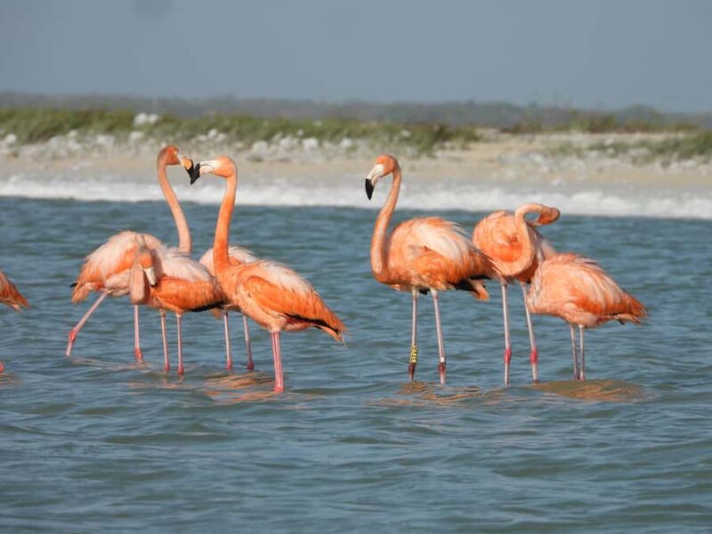 ECOSAFARI: Explore the mangroves, flamingos and crocodiles. - Relaxation at a Virgin Beach with Crystal Clear Waters