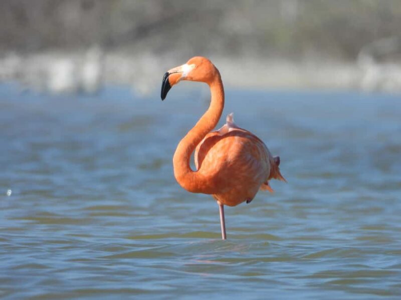 ECOSAFARI: Explore the mangroves, flamingos and crocodiles. - The Guides and Their Expertise