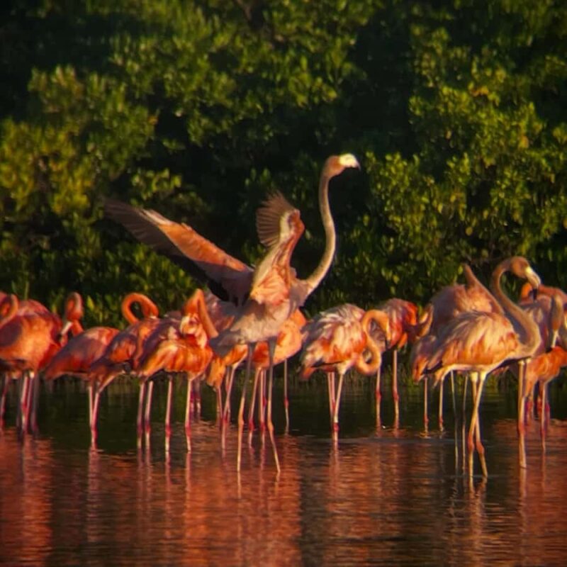ECOSAFARI: Explore the mangroves, flamingos and crocodiles. - Suitability and Recommendations for Participants