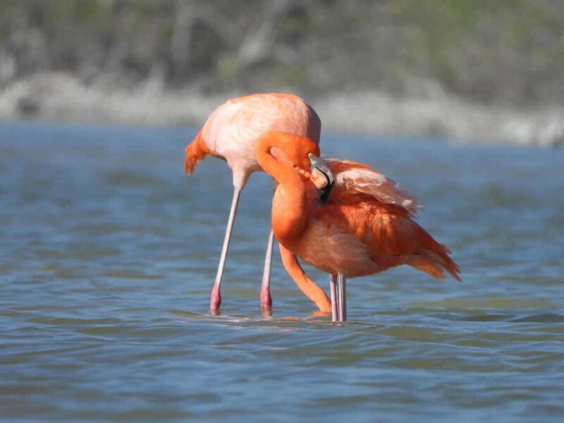 ECOSAFARI: Explore the mangroves, flamingos and crocodiles. - The Sum Up: An Authentic EcoAdventure in Río Lagartos