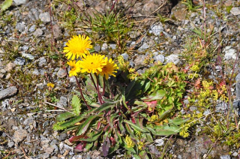 EDIBLE SPONTANEOUS PLANTS - Discovering Edible Plants and Their Uses