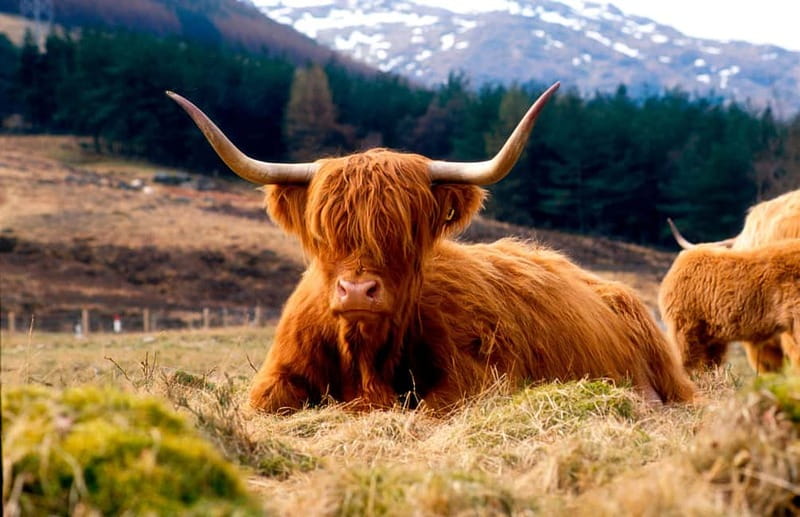 Edinburgh: Balmoral Castle and Scone Palace Royal Tour - Starting from Edinburgh: Exploring the Forth Bridges and Loch Leven Castle