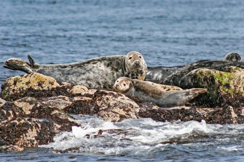 Edinburgh: 'Firth of Forth' Three Bridges Sightseeing Cruise - Final Thoughts on the Firth of Forth Three Bridges Cruise