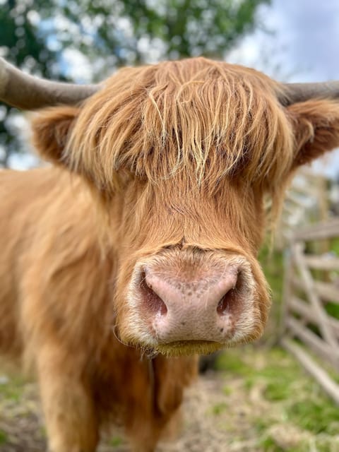 Edinburgh: Highland Cow, Blackness Castle, and Cake Tour - Savouring Scottish Cake and Tea in a Cozy Brasserie