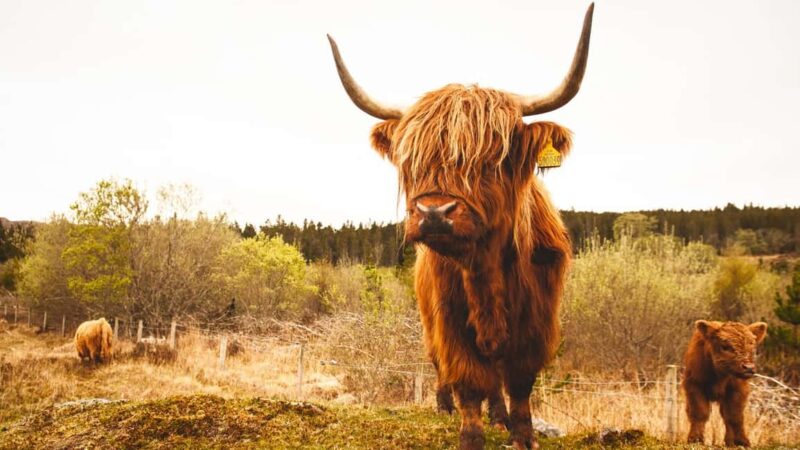 Edinburgh: Loch Ness, Glencoe and the Highlands with Cruise - Loch Ness and the Opportunity for a Boat Cruise