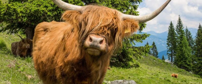 Edinburgh: Loch Ness, Scenic Walk, Glencoe & Whisky Day Tour - Glencoe and the Scottish Highlands