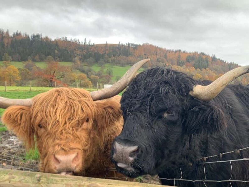 Edinburgh: Private Highlands & Loch Ness Day Voyage - Key Points