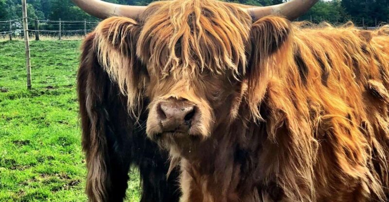 Edinburgh Private Tour - Practical Details: Transportation, Guides, and Inclusions