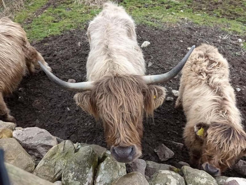 Edinburgh: Stirling, Highlands, Loch Ness, Mull 5-Day Tour - The Dramatic Beauty of Glen Coe and the Return to Edinburgh