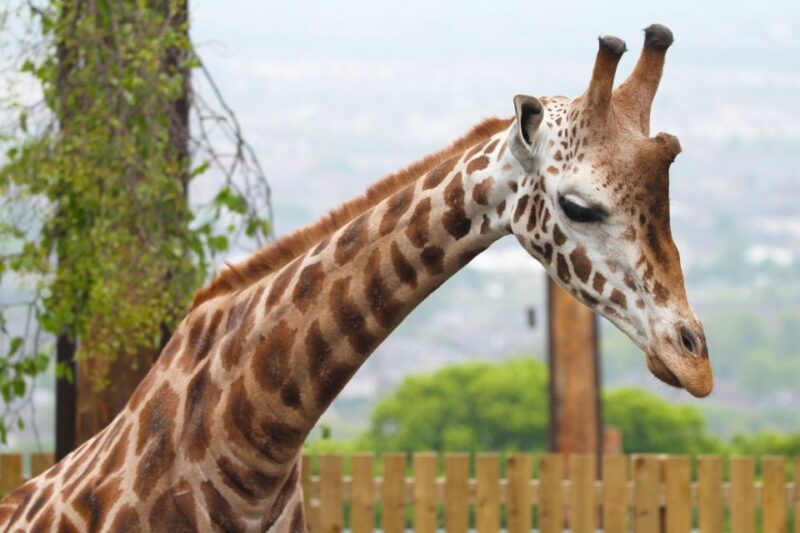 Edinburgh Zoo Entrance Ticket - The Sum Up: A Rich Day Out for Animal Lovers and Families