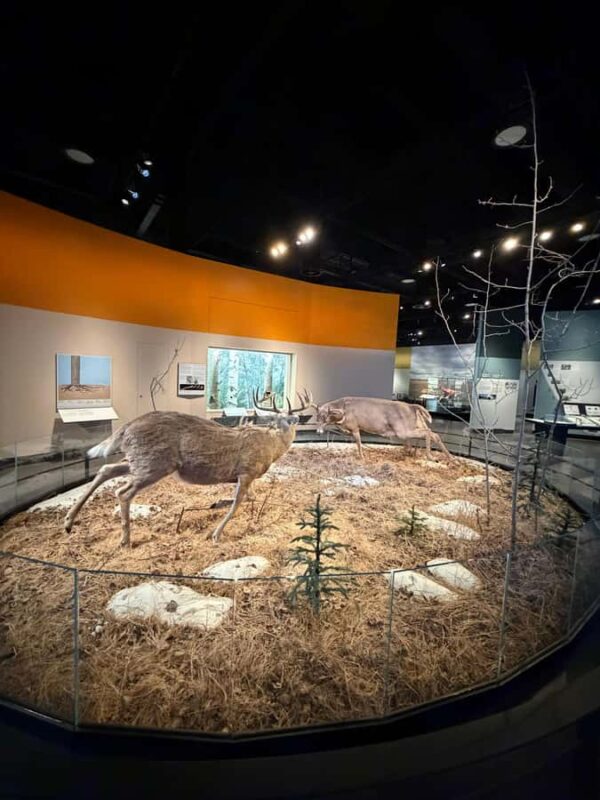 Edmonton: Museums and Muttart Conservatory Tour - Discovering Alberta Craft Artwork at the Gallery & Shop