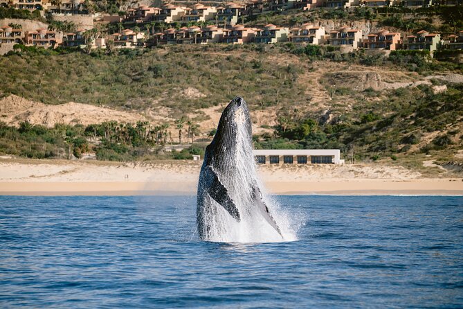 Educational Sunrise Whale Watching with Photos Included - Exploring Cabo’s Iconic Landmarks After Whale Watching