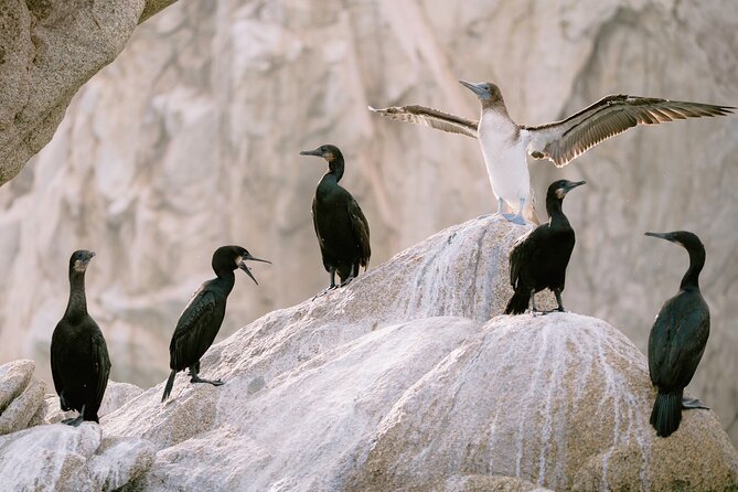 Educational Sunrise Whale Watching with Photos Included - Practical Details: Meeting Point, Group Size, and Accessibility