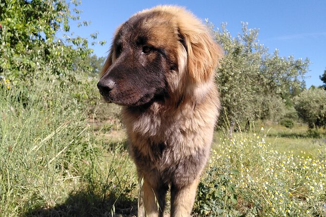 Educational visit of a Certified Organic Micro Farm in Trancoso - The Unique Value of This Educational Farm Visit