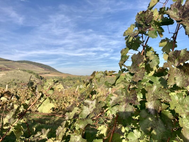 Eger: Countryside, Culture, and Wine Private Tour - Logistics: Pickup, Transport, and Group Size