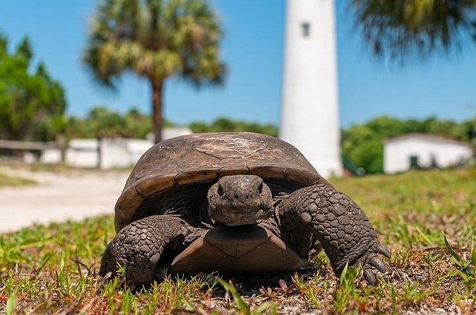 Egmont Key Ferry from Ft. DeSoto Park - Marine Wildlife Encounters During the Ferry Ride