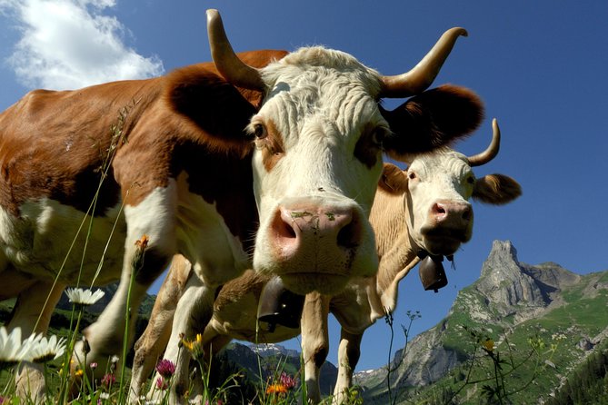 Eiger and Jungfrau Panorama Day Trip from Lucerne - From Kleine Scheidegg to Grindelwald