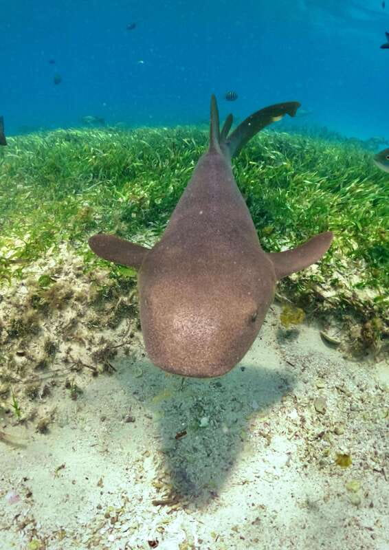 El Cielo Cozumel private snorkel tour - Discover the El Cielo Cozumel Private Snorkel Tour