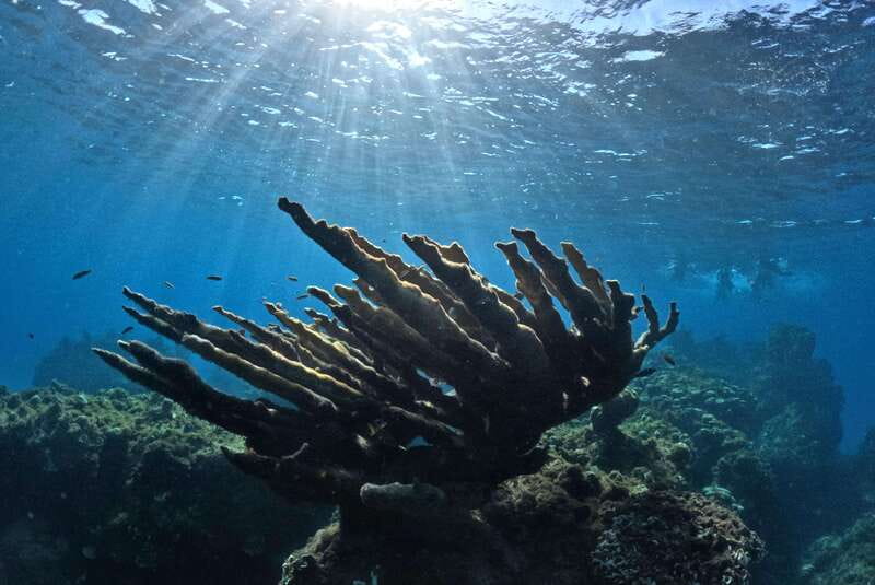 El Cielo Cozumel private snorkel tour - Key Points