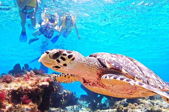 El Cielo Cozumel Snorkeling Tour - All-Inclusive - Food and Drink at El Cielo