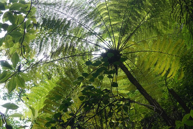 El Nogalito Mountain River- Hiking Tour - Logistics: Meeting Point and Group Size