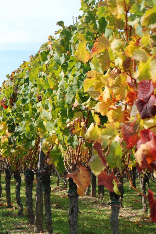 El Penedès: Cava Winery Small Group Tour - Key Points