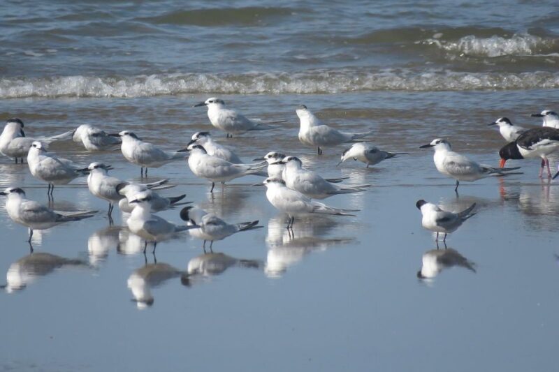 El Rocío: Doñana National Park 4x4 Guided Tour - Visiting the Jose Antonio Valverde Visitors Center