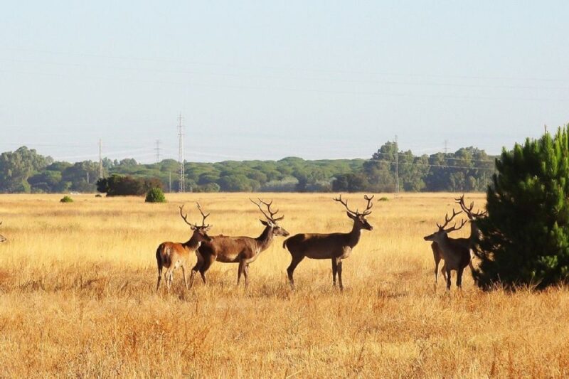 El Rocío: Doñana National Park 4x4 Guided Tour - The Role of the Local Guide