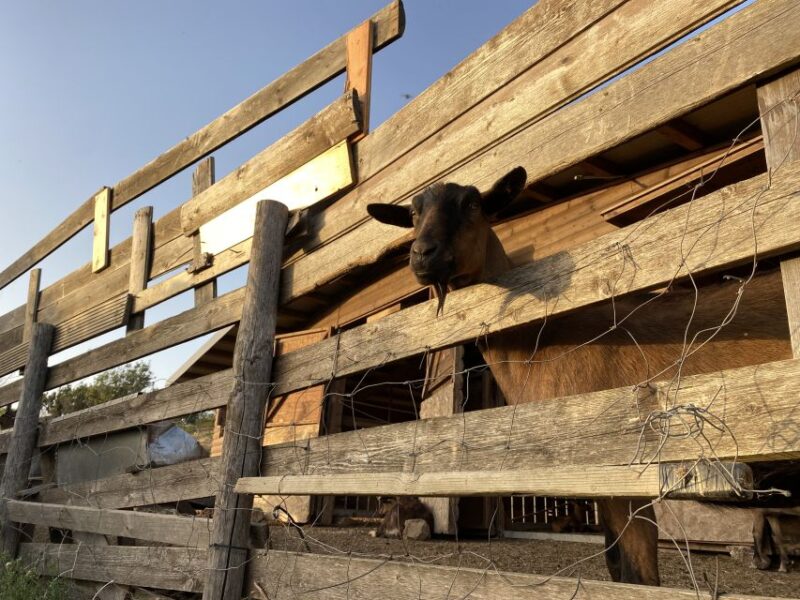 Elba: Tuscan Farmhouse Tasting - The Food: Fresh Vegetables, Cheeses, and Grilled Meats