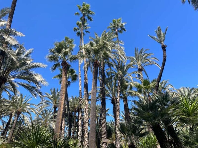 Elche: Entry Ticket Huerto del Cura National Artistic Garden - Key Points