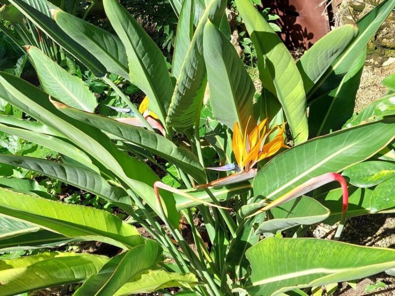 Elche: walking tour through the historic center and botanical garden Huerto de Cura - Discover Elche’s UNESCO Palm Grove and Historic Landmarks for $79