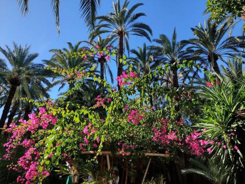 Elche: walking tour through the historic center and botanical garden Huerto de Cura - Exploring the Huerto del Cura Botanical Garden