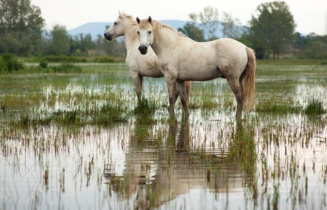 Electric bike excursion in Camargue - Discover the Charm of the Camargue by Electric Bike