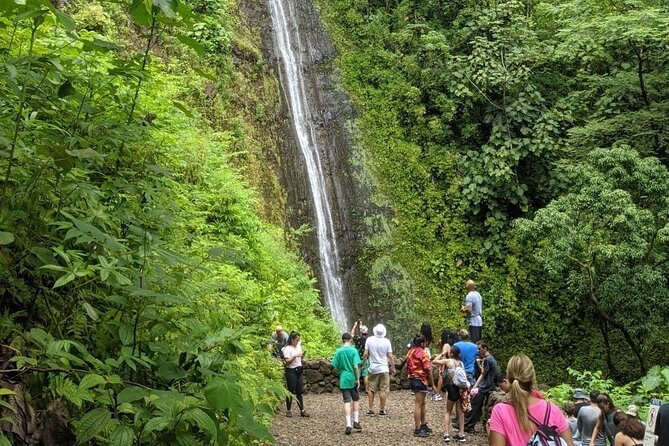 Electric Bike Ride & Manoa Falls Hike Tour - The Scenic Descent Through Manoa Valley and Return to Waikiki