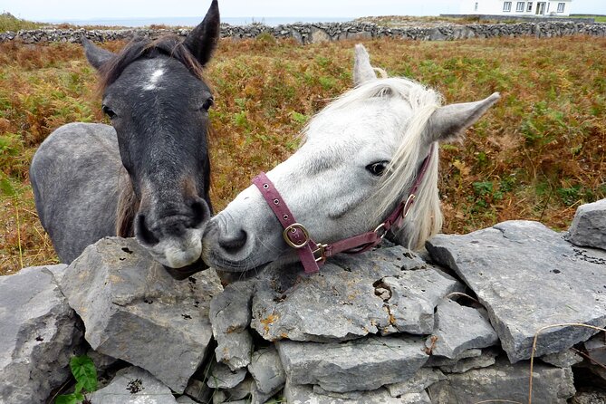 Electric biking on Inishmore island. Aran island. Self-guided. Full day. - Experience the Highlights: Dun Aonghasa, Seal Colonies, and the Worm Hole