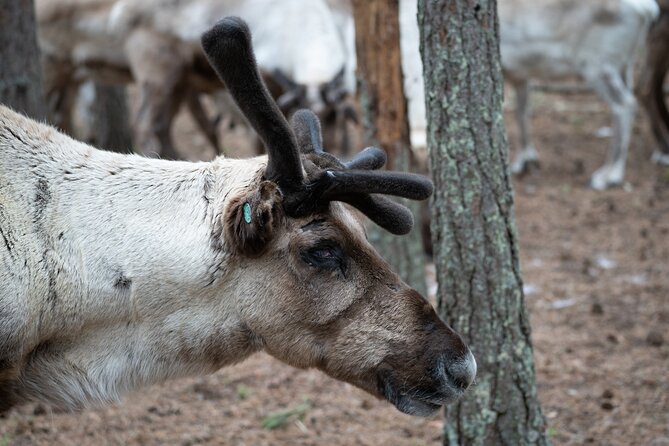 Electric Fatbike Trip to the Reindeer Farm - Practical Details: Meeting Point and Tour Logistics