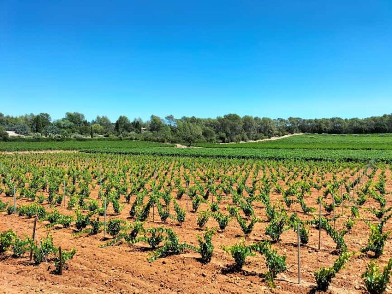 Elegant Aix-en-Provence & Authentic Countryside Wine Tour - Logistics and Booking Flexibility