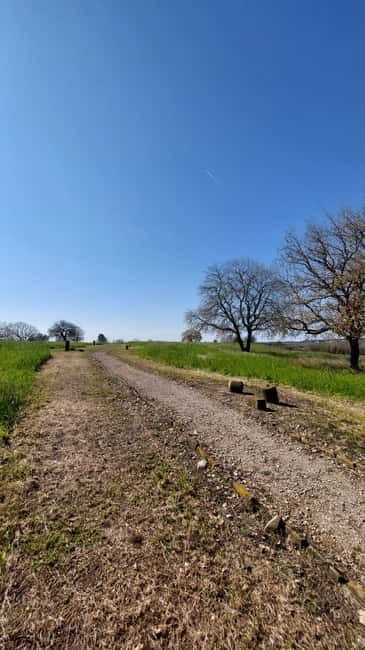 Elis: Tour of the Ancient Site & Museum by an Archaeologist - Visiting the Archaeological Museum of Ancient Elis