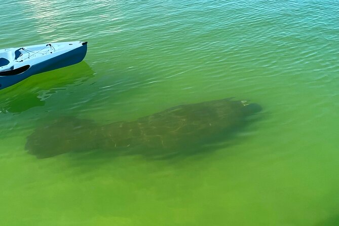 Elite Hobie Kayak Experience: Ultimate Premium Eco Adventure! - Key Points