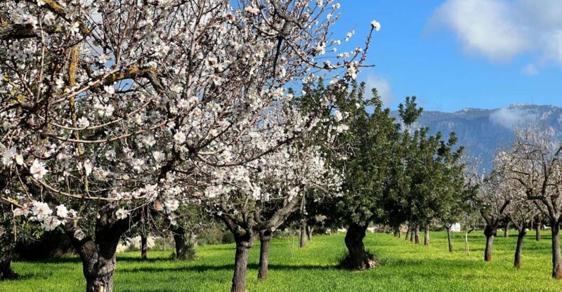 Embrace the enchantment of Mallorca's almond blossom season - Embrace the Beauty of Mallorcas Almond Blossom Season with a Guided Tour